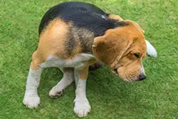 Allergien beim Hund