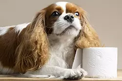 Durchfall beim Hund