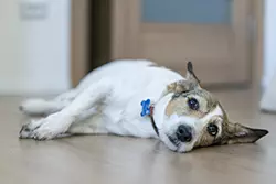 Giardien beim Hund
