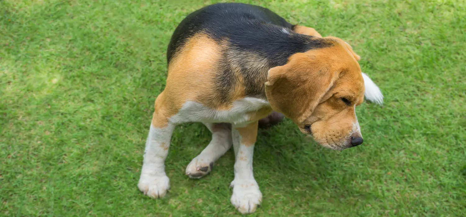 Hunde Allergien