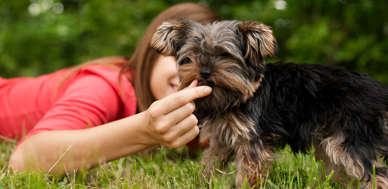 Traumjob als Reico Ernaährungsberater für Hunde Reico Vertriebspartner werden
