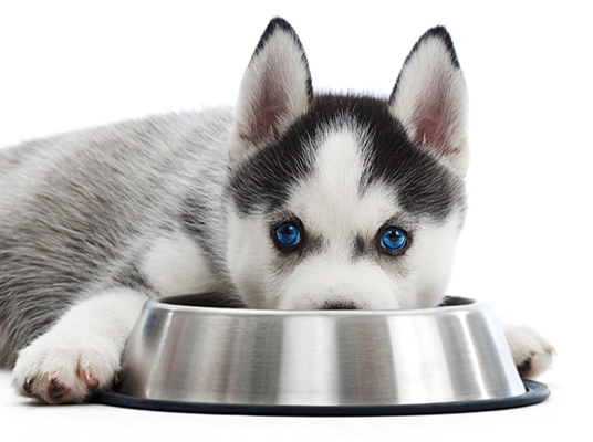 Hundefutter